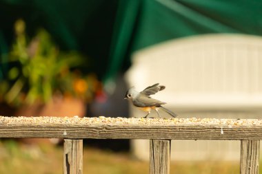 Bu küçük şirin, gri memeli fare tırabzanda küçük bir karikatüre benziyor. Bu küçük kuş koşuyor gibi görünüyor ve gerçekten sevimli. Küçük kuşun küçük bir mohawki ve iki küçük siyah gözü var..