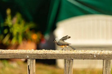Bu küçük şirin, gri memeli fare tırabzanda küçük bir karikatüre benziyor. Bu küçük kuş koşuyor gibi görünüyor ve gerçekten sevimli. Küçük kuşun küçük bir mohawki ve iki küçük siyah gözü var..