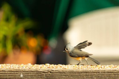 Bu küçük şirin, gri memeli fare tırabzanda küçük bir karikatüre benziyor. Bu küçük kuş koşuyor gibi görünüyor ve gerçekten sevimli. Küçük kuşun küçük bir mohawki ve iki küçük siyah gözü var..