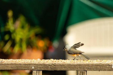 Bu küçük şirin, gri memeli fare tırabzanda küçük bir karikatüre benziyor. Bu küçük kuş koşuyor gibi görünüyor ve gerçekten sevimli. Küçük kuşun küçük bir mohawki ve iki küçük siyah gözü var..