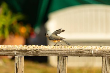 Bu küçük şirin, gri memeli fare tırabzanda küçük bir karikatüre benziyor. Bu küçük kuş koşuyor gibi görünüyor ve gerçekten sevimli. Küçük kuşun küçük bir mohawki ve iki küçük siyah gözü var..