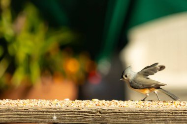 Bu küçük şirin, gri memeli fare tırabzanda küçük bir karikatüre benziyor. Bu küçük kuş koşuyor gibi görünüyor ve gerçekten sevimli. Küçük kuşun küçük bir mohawki ve iki küçük siyah gözü var..