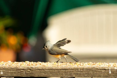 Bu küçük şirin, gri memeli fare tırabzanda küçük bir karikatüre benziyor. Bu küçük kuş koşuyor gibi görünüyor ve gerçekten sevimli. Küçük kuşun küçük bir mohawki ve iki küçük siyah gözü var..