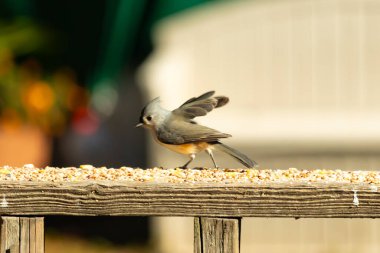 Bu küçük şirin, gri memeli fare tırabzanda küçük bir karikatüre benziyor. Bu küçük kuş koşuyor gibi görünüyor ve gerçekten sevimli. Küçük kuşun küçük bir mohawki ve iki küçük siyah gözü var..