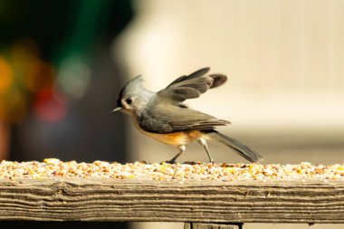 Bu küçük şirin, gri memeli fare tırabzanda küçük bir karikatüre benziyor. Bu küçük kuş koşuyor gibi görünüyor ve gerçekten sevimli. Küçük kuşun küçük bir mohawki ve iki küçük siyah gözü var..