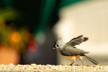 Bu küçük şirin, gri memeli fare tırabzanda küçük bir karikatüre benziyor. Bu küçük kuş koşuyor gibi görünüyor ve gerçekten sevimli. Küçük kuşun küçük bir mohawki ve iki küçük siyah gözü var..