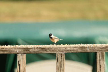 Güvertenin ahşap korkuluklarına tünemiş siyah tüylü bir piliç vardı. Bu küçük gri ve beyaz kuş, kuş yemi peşinde. Küçük kuş yiyecek arıyor..