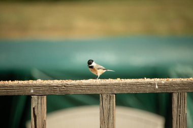 Güvertenin ahşap korkuluklarına tünemiş siyah tüylü bir piliç vardı. Bu küçük gri ve beyaz kuş, kuş yemi peşinde. Küçük kuş yiyecek arıyor..