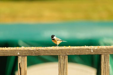 Güvertenin ahşap korkuluklarına tünemiş siyah tüylü bir piliç vardı. Bu küçük gri ve beyaz kuş, kuş yemi peşinde. Küçük kuş yiyecek arıyor..