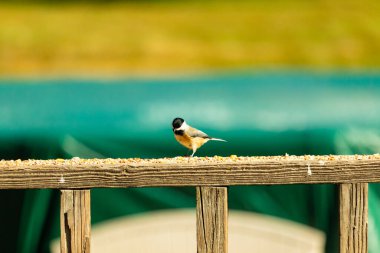 Güvertenin ahşap korkuluklarına tünemiş siyah tüylü bir piliç vardı. Bu küçük gri ve beyaz kuş, kuş yemi peşinde. Küçük kuş yiyecek arıyor..