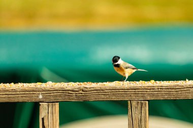 Güvertenin ahşap korkuluklarına tünemiş siyah tüylü bir piliç vardı. Bu küçük gri ve beyaz kuş, kuş yemi peşinde. Küçük kuş yiyecek arıyor..