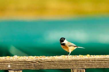 Güvertenin ahşap korkuluklarına tünemiş siyah tüylü bir piliç vardı. Bu küçük gri ve beyaz kuş, kuş yemi peşinde. Küçük kuş yiyecek arıyor..