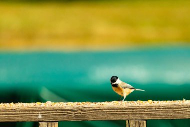 Güvertenin ahşap korkuluklarına tünemiş siyah tüylü bir piliç vardı. Bu küçük gri ve beyaz kuş, kuş yemi peşinde. Küçük kuş yiyecek arıyor..