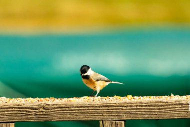 Güvertenin ahşap korkuluklarına tünemiş siyah tüylü bir piliç vardı. Bu küçük gri ve beyaz kuş, kuş yemi peşinde. Küçük kuş yiyecek arıyor..