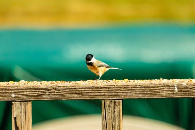 Güvertenin ahşap korkuluklarına tünemiş siyah tüylü bir piliç vardı. Bu küçük gri ve beyaz kuş, kuş yemi peşinde. Küçük kuş yiyecek arıyor..