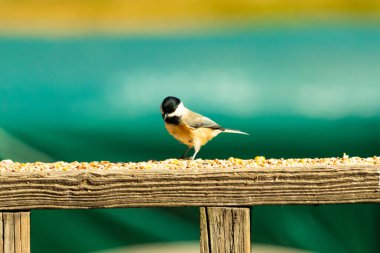 Güvertenin ahşap korkuluklarına tünemiş siyah tüylü bir piliç vardı. Bu küçük gri ve beyaz kuş, kuş yemi peşinde. Küçük kuş yiyecek arıyor..