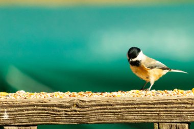 Güvertenin ahşap korkuluklarına tünemiş siyah tüylü bir piliç vardı. Bu küçük gri ve beyaz kuş, kuş yemi peşinde. Küçük kuş yiyecek arıyor..