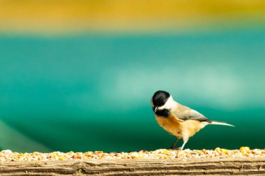 Güvertenin ahşap korkuluklarına tünemiş siyah tüylü bir piliç vardı. Bu küçük gri ve beyaz kuş, kuş yemi peşinde. Küçük kuş yiyecek arıyor..