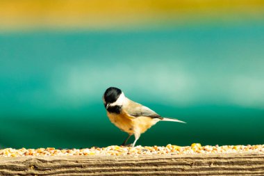 Güvertenin ahşap korkuluklarına tünemiş siyah tüylü bir piliç vardı. Bu küçük gri ve beyaz kuş, kuş yemi peşinde. Küçük kuş yiyecek arıyor..