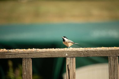 Güvertenin ahşap korkuluklarına tünemiş siyah tüylü bir piliç vardı. Bu küçük gri ve beyaz kuş, kuş yemi peşinde. Küçük kuş yiyecek arıyor..