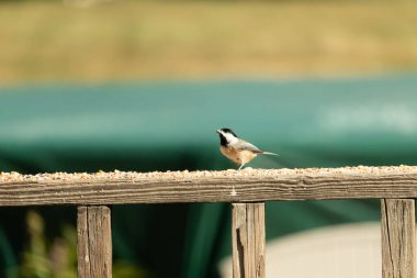 Güvertenin ahşap korkuluklarına tünemiş siyah tüylü bir piliç vardı. Bu küçük gri ve beyaz kuş, kuş yemi peşinde. Küçük kuş yiyecek arıyor..