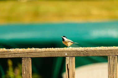 Güvertenin ahşap korkuluklarına tünemiş siyah tüylü bir piliç vardı. Bu küçük gri ve beyaz kuş, kuş yemi peşinde. Küçük kuş yiyecek arıyor..