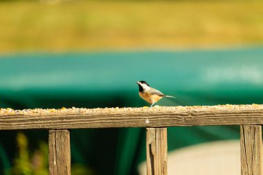 Güvertenin ahşap korkuluklarına tünemiş siyah tüylü bir piliç vardı. Bu küçük gri ve beyaz kuş, kuş yemi peşinde. Küçük kuş yiyecek arıyor..
