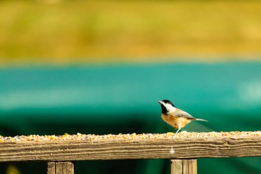 Güvertenin ahşap korkuluklarına tünemiş siyah tüylü bir piliç vardı. Bu küçük gri ve beyaz kuş, kuş yemi peşinde. Küçük kuş yiyecek arıyor..