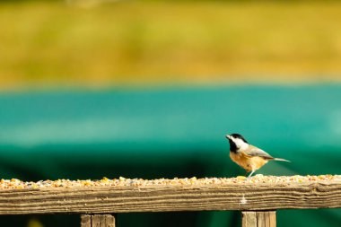 Güvertenin ahşap korkuluklarına tünemiş siyah tüylü bir piliç vardı. Bu küçük gri ve beyaz kuş, kuş yemi peşinde. Küçük kuş yiyecek arıyor..