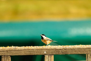Güvertenin ahşap korkuluklarına tünemiş siyah tüylü bir piliç vardı. Bu küçük gri ve beyaz kuş, kuş yemi peşinde. Küçük kuş yiyecek arıyor..