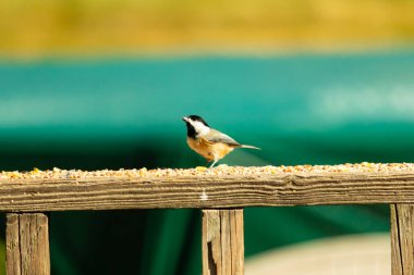 Güvertenin ahşap korkuluklarına tünemiş siyah tüylü bir piliç vardı. Bu küçük gri ve beyaz kuş, kuş yemi peşinde. Küçük kuş yiyecek arıyor..