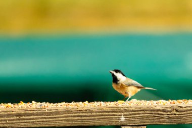 Güvertenin ahşap korkuluklarına tünemiş siyah tüylü bir piliç vardı. Bu küçük gri ve beyaz kuş, kuş yemi peşinde. Küçük kuş yiyecek arıyor..