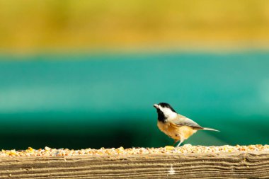 Güvertenin ahşap korkuluklarına tünemiş siyah tüylü bir piliç vardı. Bu küçük gri ve beyaz kuş, kuş yemi peşinde. Küçük kuş yiyecek arıyor..