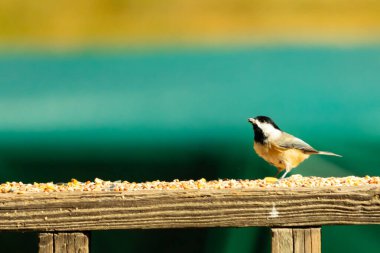 Güvertenin ahşap korkuluklarına tünemiş siyah tüylü bir piliç vardı. Bu küçük gri ve beyaz kuş, kuş yemi peşinde. Küçük kuş yiyecek arıyor..