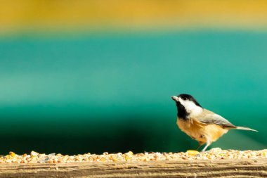 Güvertenin ahşap korkuluklarına tünemiş siyah tüylü bir piliç vardı. Bu küçük gri ve beyaz kuş, kuş yemi peşinde. Küçük kuş yiyecek arıyor..