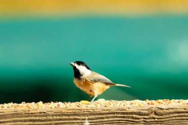 Güvertenin ahşap korkuluklarına tünemiş siyah tüylü bir piliç vardı. Bu küçük gri ve beyaz kuş, kuş yemi peşinde. Küçük kuş yiyecek arıyor..