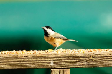 Güvertenin ahşap korkuluklarına tünemiş siyah tüylü bir piliç vardı. Bu küçük gri ve beyaz kuş, kuş yemi peşinde. Küçük kuş yiyecek arıyor..