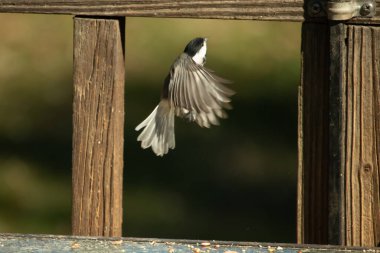 Bu küçük şirin siyah başlıklı piliç cam masadan kalkıyordu. Bu kuşun uzayan güzel gri kanatları. Bu küçük kuş kuş kuş yemi almaya gidiyor..