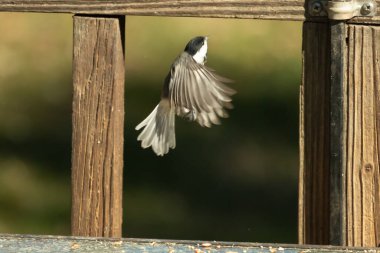 Bu küçük şirin siyah başlıklı piliç cam masadan kalkıyordu. Bu kuşun uzayan güzel gri kanatları. Bu küçük kuş kuş kuş yemi almaya gidiyor..