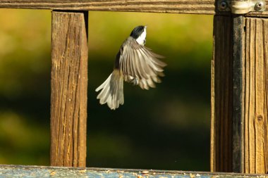Bu küçük şirin siyah başlıklı piliç cam masadan kalkıyordu. Bu kuşun uzayan güzel gri kanatları. Bu küçük kuş kuş kuş yemi almaya gidiyor..