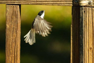 Bu küçük şirin siyah başlıklı piliç cam masadan kalkıyordu. Bu kuşun uzayan güzel gri kanatları. Bu küçük kuş kuş kuş yemi almaya gidiyor..