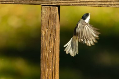 Bu küçük şirin siyah başlıklı piliç cam masadan kalkıyordu. Bu kuşun uzayan güzel gri kanatları. Bu küçük kuş kuş kuş yemi almaya gidiyor..