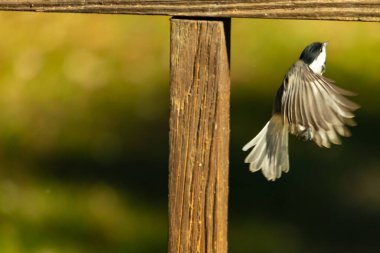 Bu küçük şirin siyah başlıklı piliç cam masadan kalkıyordu. Bu kuşun uzayan güzel gri kanatları. Bu küçük kuş kuş kuş yemi almaya gidiyor..