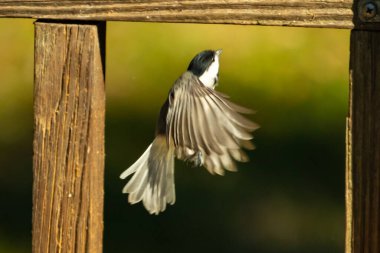 Bu küçük şirin siyah başlıklı piliç cam masadan kalkıyordu. Bu kuşun uzayan güzel gri kanatları. Bu küçük kuş kuş kuş yemi almaya gidiyor..