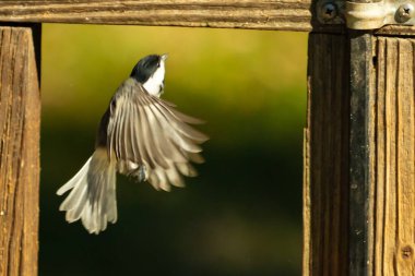 Bu küçük şirin siyah başlıklı piliç cam masadan kalkıyordu. Bu kuşun uzayan güzel gri kanatları. Bu küçük kuş kuş kuş yemi almaya gidiyor..