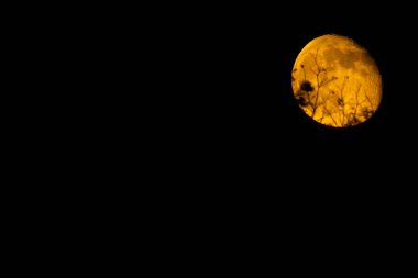 Bu güzel ay gökyüzündeki altın bir madalyona benziyor. Bu güzel küredeki kraterleri ve vadileri görebilirsiniz. Ağaçların ana hatları bu gök cisminde görülebilir..