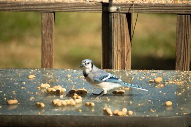 Bu güzel mavi alakarga cam masaya bir fıstık için geldi. Parlak renkli kuş küçük mohawk 'ı ile güzel görünüyor. Bu korvid 'in siyah, mavi, beyaz ve gri renkleri öne çıkıyor..