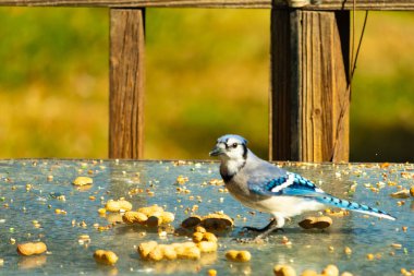 Bu güzel mavi alakarga cam masaya bir fıstık için geldi. Parlak renkli kuş küçük mohawk 'ı ile güzel görünüyor. Bu korvid 'in siyah, mavi, beyaz ve gri renkleri öne çıkıyor..