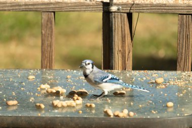 Bu güzel mavi alakarga cam masaya bir fıstık için geldi. Parlak renkli kuş küçük mohawk 'ı ile güzel görünüyor. Bu korvid 'in siyah, mavi, beyaz ve gri renkleri öne çıkıyor..