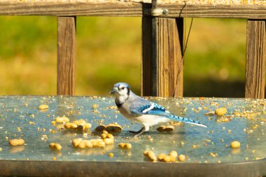 Bu güzel mavi alakarga cam masaya bir fıstık için geldi. Parlak renkli kuş küçük mohawk 'ı ile güzel görünüyor. Bu korvid 'in siyah, mavi, beyaz ve gri renkleri öne çıkıyor..